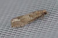 Pelochrista caecimaculana