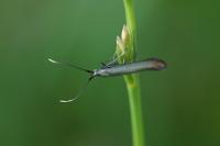 Coleophora