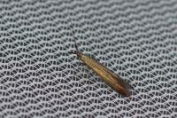 Coleophora