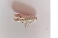 Yponomeuta evonymella