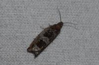 Ancylis achatana
