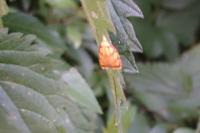 Acleris bergmanniana