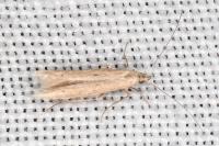 Batrachedra parvulipunctella