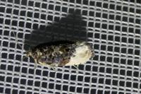 Hedya nubiferana
