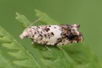 Epinotia subocellana