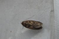 Hofmannophila pseudospretella
