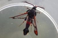Synanthedon formicaeformis