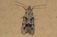 Symmoca signatella