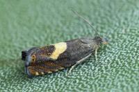 Dichrorampha petiverella