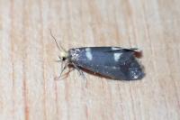 Lampronia flavimitrella