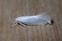 Elachista argentella