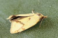 Agapeta hamana