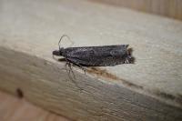 Ancylis