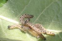 Yponomeuta malinellus
