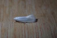 Elachista argentella