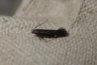 Aproaerema anthyllidella