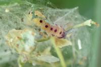 Yponomeuta cagnagella