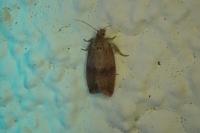 Celypha striana