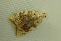Aleimma loeflingiana