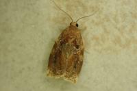 Archips xylosteana