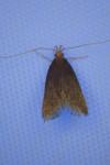 Eurodachtha pallicornella