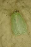 Tortrix viridana
