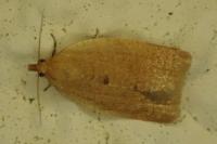 Clepsis consimilana