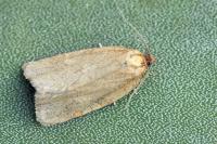Aphelia viburnana