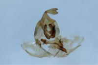 Aphelia viburnana