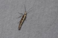 Plutella xylostella