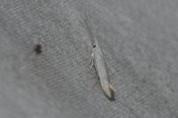 Coleophora
