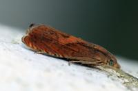 Dichrorampha vancouverana