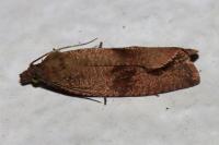 Celypha striana