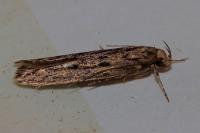 Hofmannophila pseudospretella