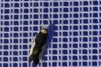 Monopis monachella