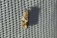 Ancylis achatana