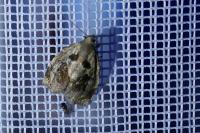 Archips crataegana