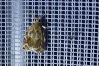 Archips xylosteana