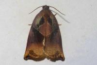 Archips podana