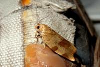 Choristoneura hebenstreitella