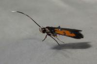 Chrysoclista linneella
