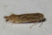 Phyllonorycter platani