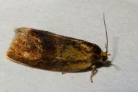 Ptycholoma lecheana