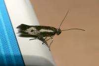 Scythris insulella