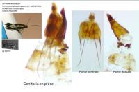 Scythris insulella