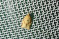 Clepsis consimilana
