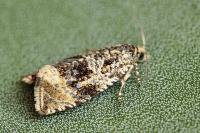 Celypha lacunana