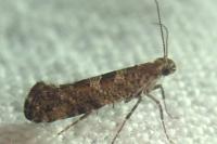 Digitivalva pulicariae
