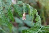 Epagoge grotiana