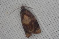 Ditula angustiorana